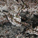 目黒川の桜 2010年3月31日時点。