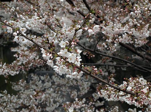 目黒川の桜 2010年3月31日時点。