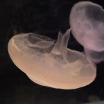 しながわ水族館に行ってきた！