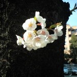 お花見目黒川2009
