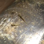 金魚が産卵して孵化したのでブラインシュリンプ投入！