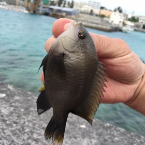 春休みの堤防釣り