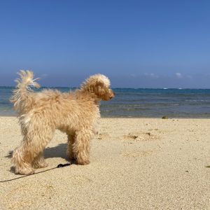 プログラミングスクールに参加してみる